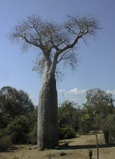 5 Samen Baobab Afrikanischer