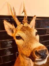 Rehbock Geweih Jagd Präparat