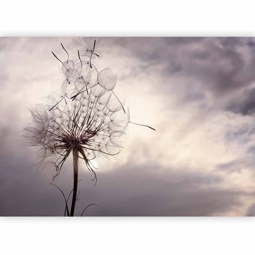 Pusteblume natur himmel - natur, vlies