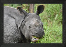 Gerahmtes Wandbild Nashorn in