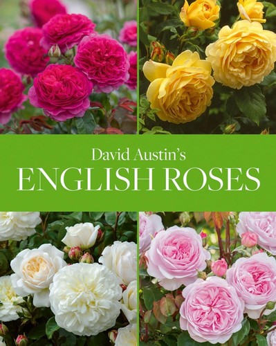 David austin english - austin's,