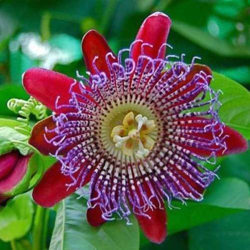 Passiflora quadrangularis 10 - passiflora, quadrangularis,