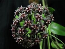 Hoya Pubicalyx - 'Black