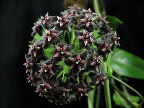 Hoya pubicalyx black - pubicalyx,