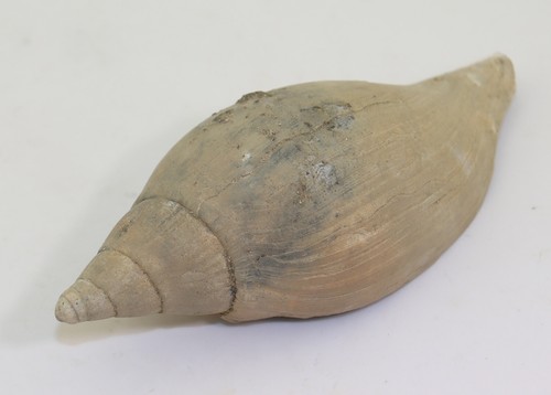 Schnecke scaphella lamberti - scaphella,