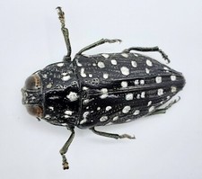 Buprestidae, Dicercomorpha