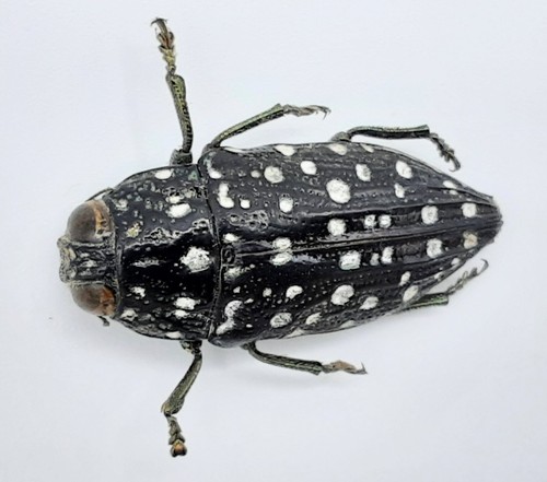 Buprestidae dicercomorpha - buprestidae,,