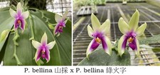 Original phal phalaenopsis - phal,