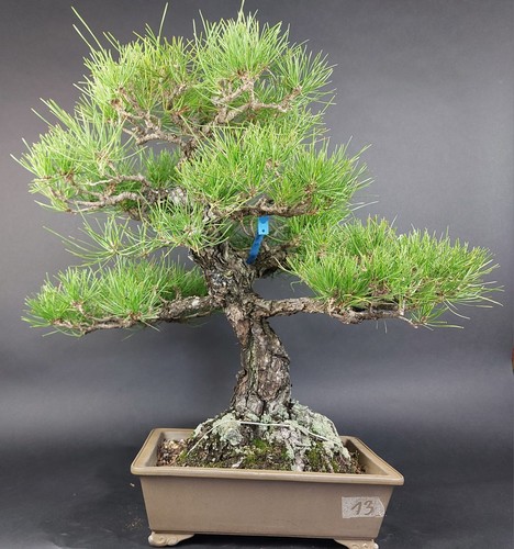 Bonsai schwarzkiefer pinus - bonsai-schwarzkiefer,,
