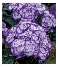 Winterharte Freiland-Hortensie "Miss Saori blue®" 1 Pflanze Hydrangea