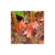 5x Zingiber rubens Bengal Ingwer Staude Garten Pflanzen - Samen B499