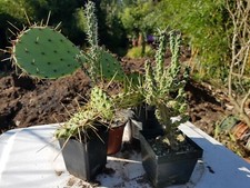 5 Kakteen winterhart 15-35 cm Opuntien bis-25°C Set Sukkulenten Sortiment Y