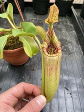 Nepenthes LVB X Veitchii