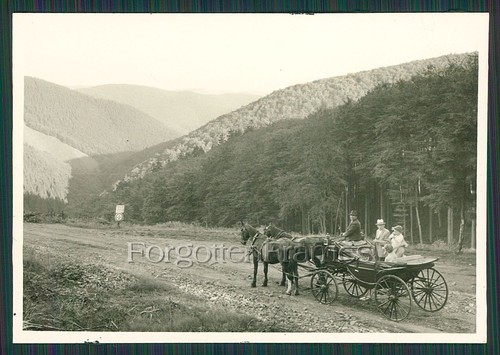 Foto pferd pferdekutsche - pferd,