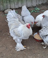 10 +1 (keine) Bio- Bruteier