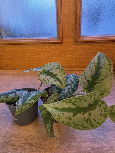 Scindapsus pictus exotica - scindapsus,