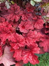 Heuchera villosa 'Autumn