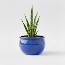 Teramico Pflanzschale Keramik