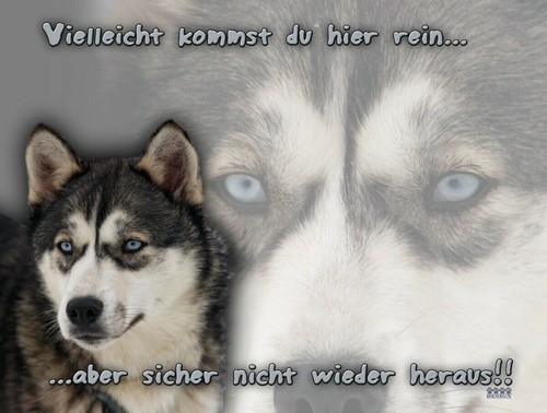 Siberian husky schlittenhund - siberian,