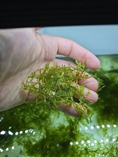 25x30cm Aquariummoos Taxiphyllum sp. 'Spiky Moss' Aquariumpflanzen 
