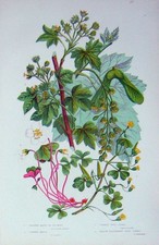 Original alter antiker Druck