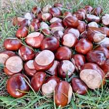 Kastanien Rosskastanien 60 Stück zum Basteln Dekorieren - Naturprodukt