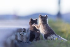 Poster Polarfuchs 60x40cm