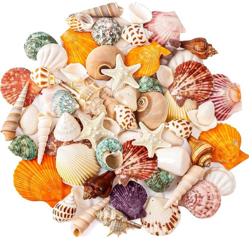 Muschelset strandmuscheln - muschelset,