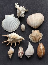 Muschel - Sammlung viele