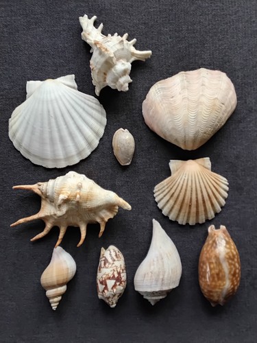 Muschel sammlung viele - muschel,