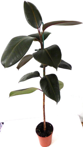 Gummibaum ficus elastica - gummibaum,