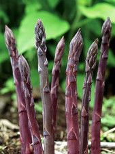 Asparagus pacific purple