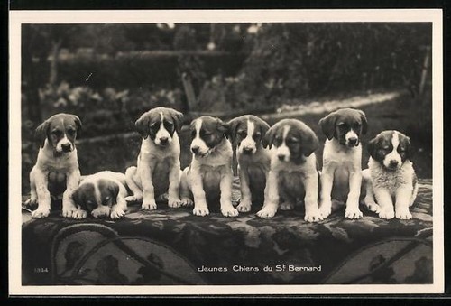 Ansichtskarte jeunes chiens - jeunes, du