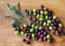 Olivenbaum, Ölbaum, Olea europaea, Kübel-Pflanze, frosthart bis -10°C, 5 Samen