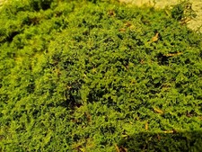 Terrarium Bodengrund Thujamoos