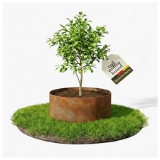 Cortenstahl Baumring Hochbeet