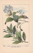 Zimtbaum Echter Lorbeerbaum