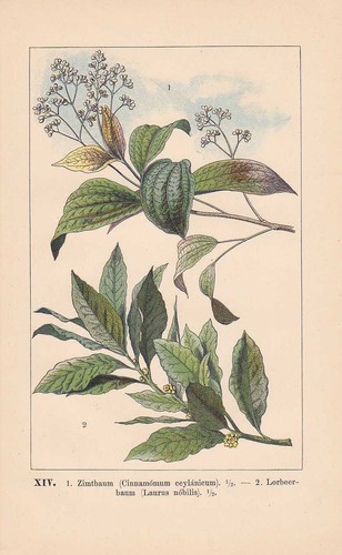 Zimtbaum echter lorbeerbaum - echter,