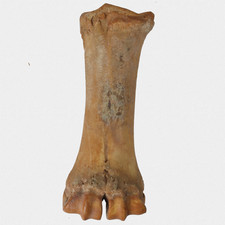 Fossil Steppenbison Mittelhandknochen Jakutien Quartär Pleistozän B. Priscus