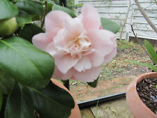 Camelia japonica "Tomorrow`s Dawn" rosa-gefüllt, m. vielen Knospen