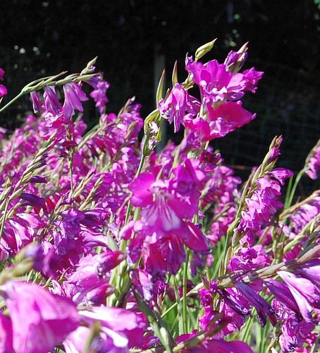Sumpf gladiole gladiolus - sumpf,