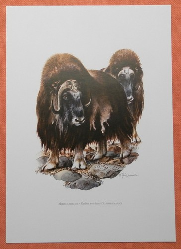 Moschusochse ovibos moschatus - moschusochse,
