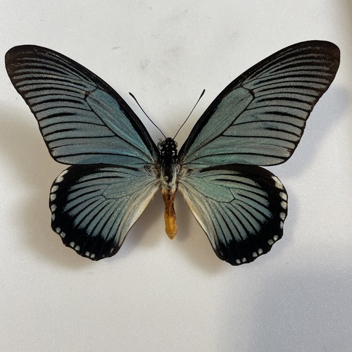 Entomologie*Papilio