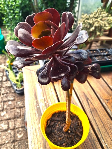 Aeonium arboreum rubra 26cm - aeonium,