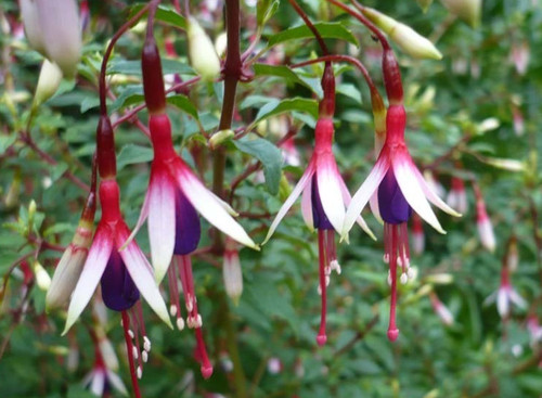 Fuchsien pflanze mag - fuchsien, "f.