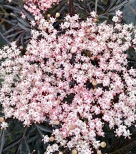 Holunder `Black Lace´, rotes / geschlitztes Blatt, Strauchform, im Topf ca.60cm