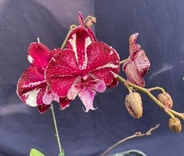 Phalaenopsis n0782 - phalaenopsis,