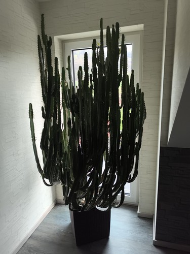 Euphorbia trigona - xl,