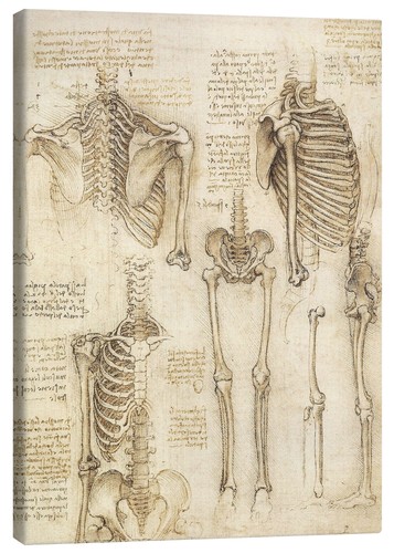 Leinwandbild anatomie studie - leinwandbild, anatomie-studie