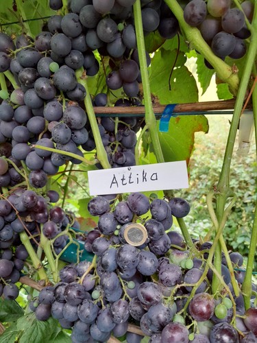 Vitis vinifera attika - vitis,